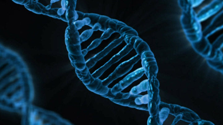 Nutrients of Bio-Algae Concentrates (BAC)