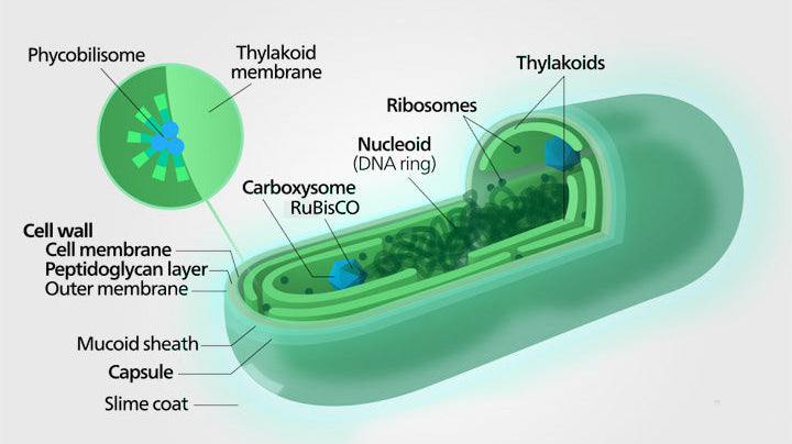 What exactly is Bio-Algae Concentrates (BAC)?