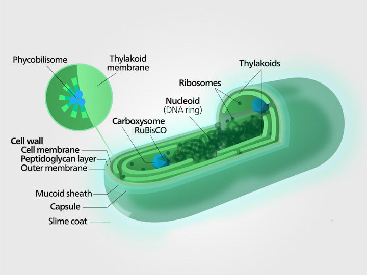 What exactly is Bio-Algae Concentrates (BAC)? – Blue Dragon Essentials