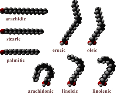 Fatty Acids