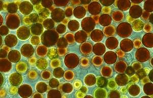 Haematococcus richest source of astaxanthin