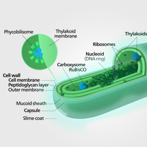 What exactly is Bio-Algae Concentrate